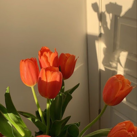 Meet your Posher, Josie - Picture 1 of 1